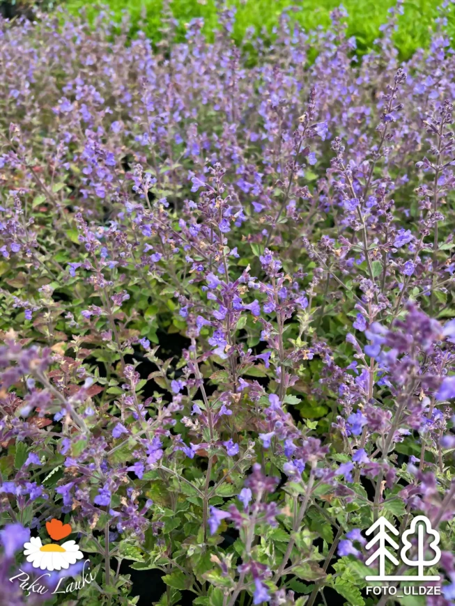 Nepeta × faassenii   'Kit Cat'